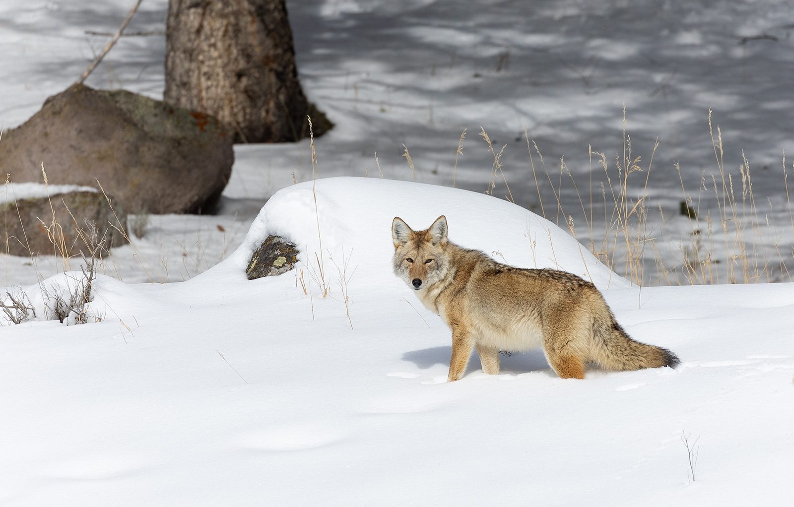 Coyote Yellowstone Wyoming by Jean Maitland