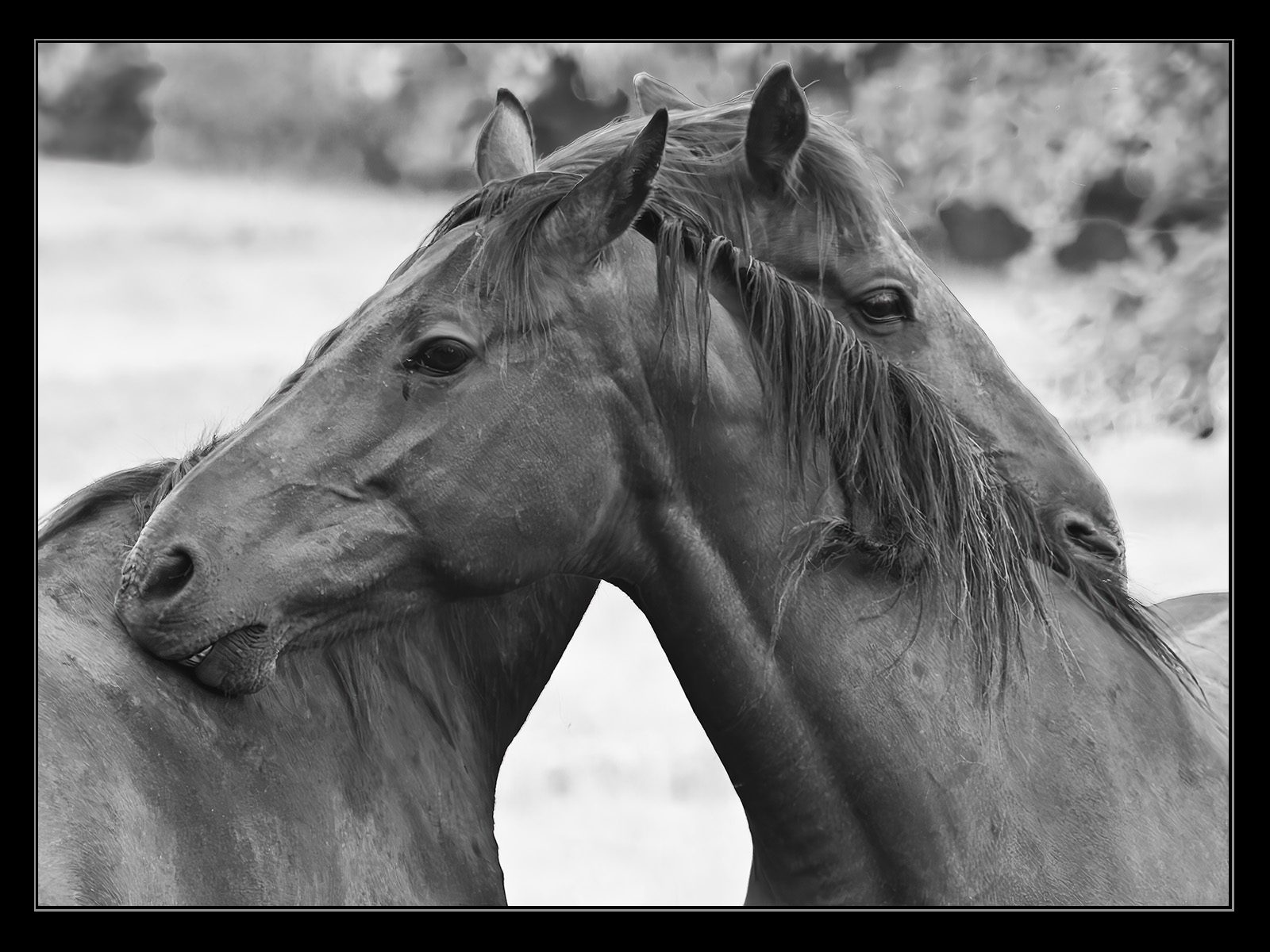 Good Friends by Alan Brown LRPS CPAGB