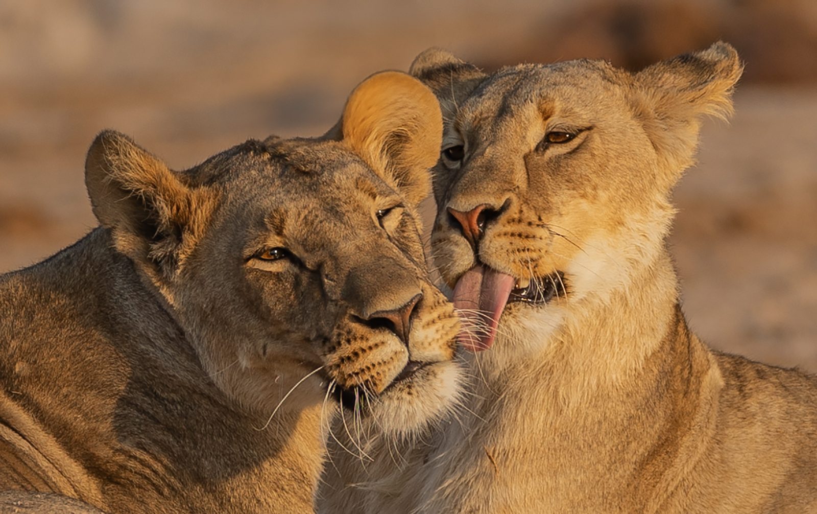 Sisters of the Kalahari by Kevin Maitland