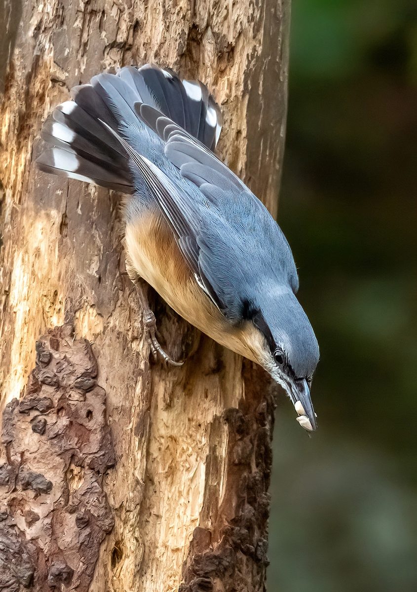 Nuthatch by Carol Wiles