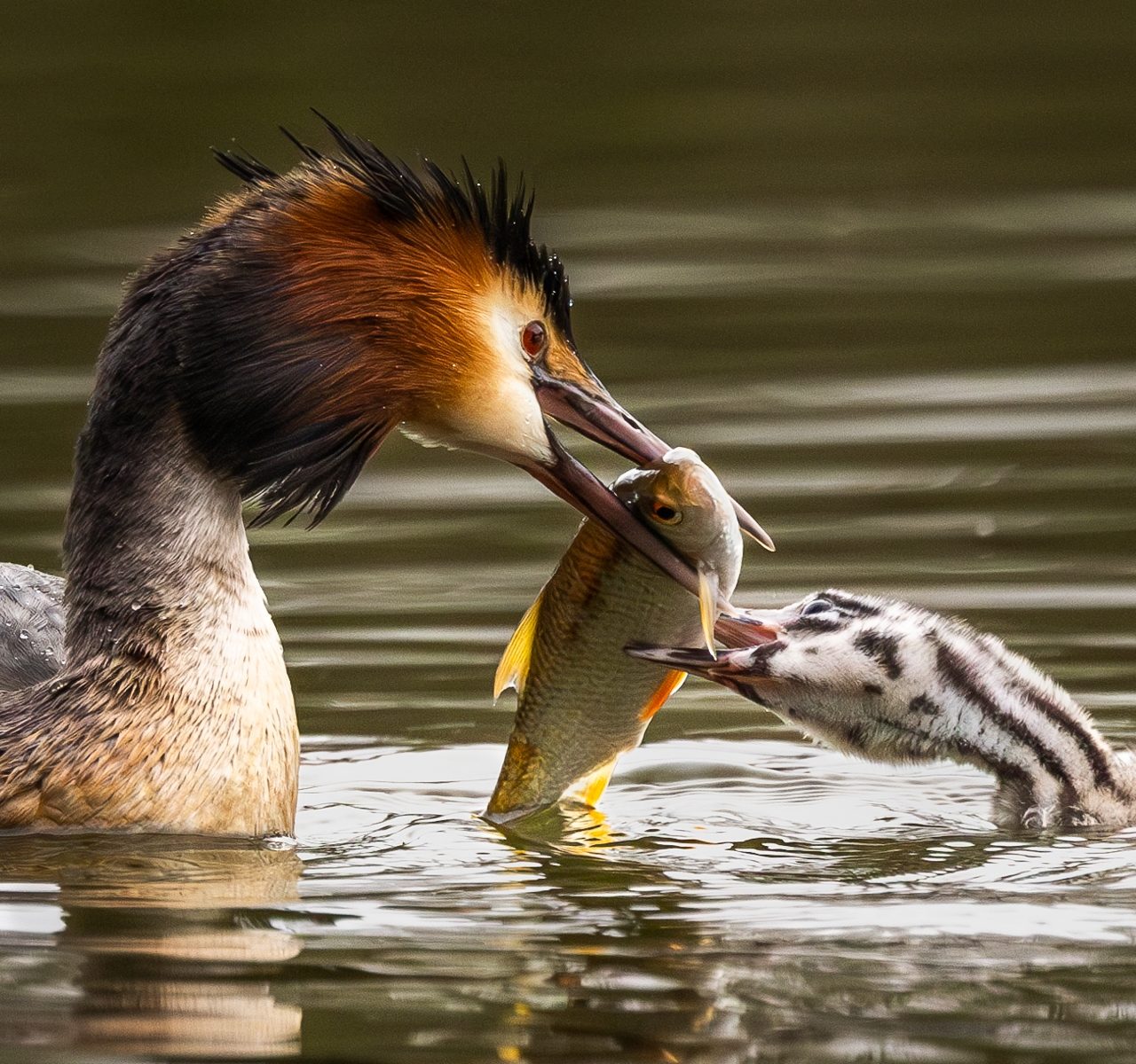 Snacktime by Christine Dixon