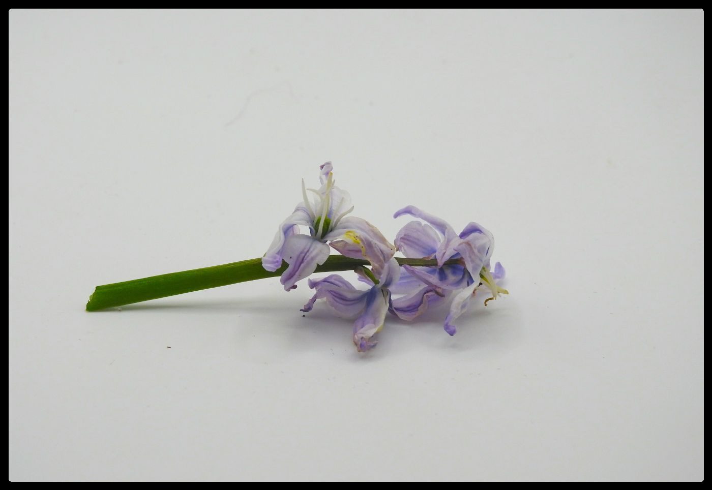 Little sprig of spring by Christine Gapp