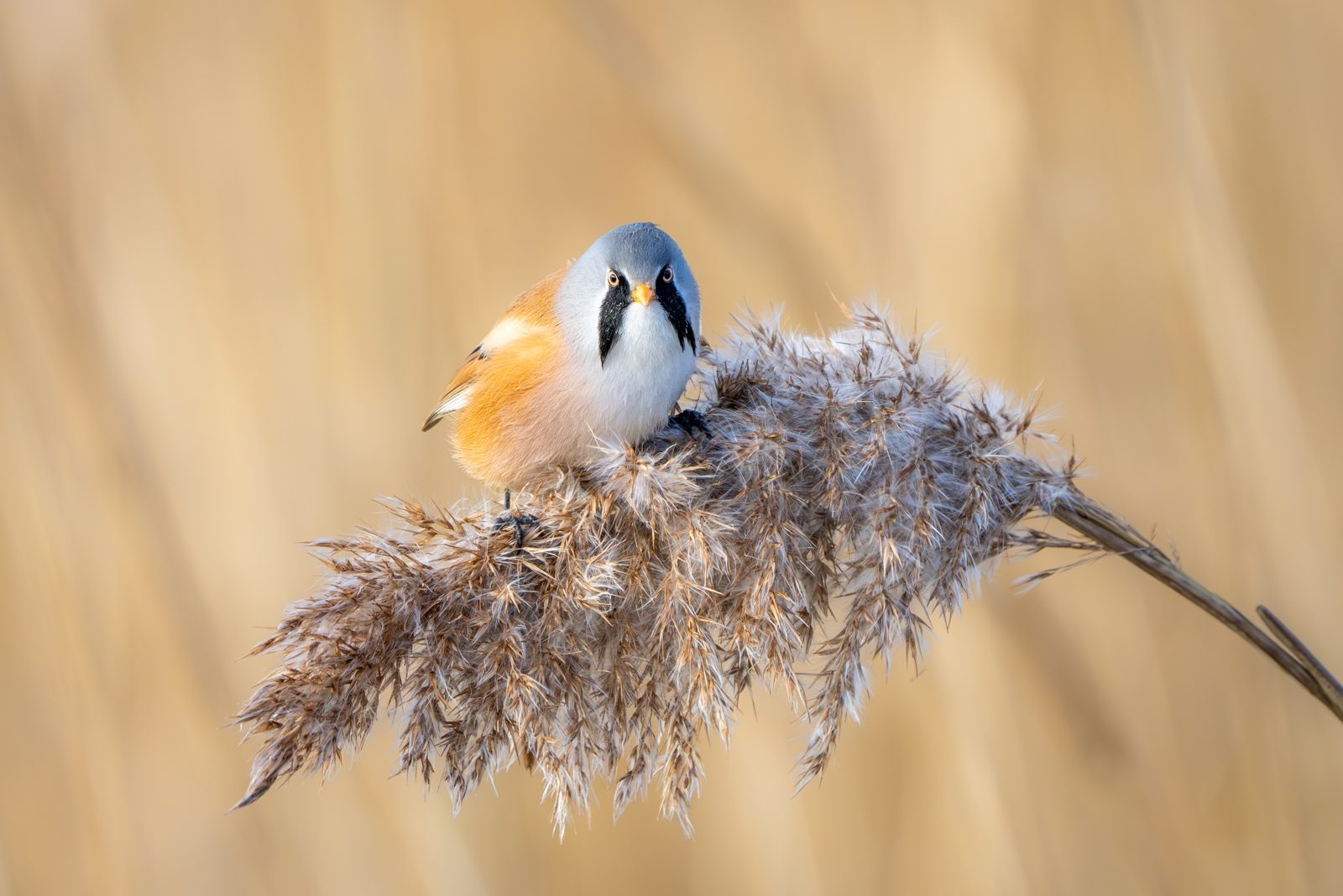 Bearded Reedling by Daphne Wuenn