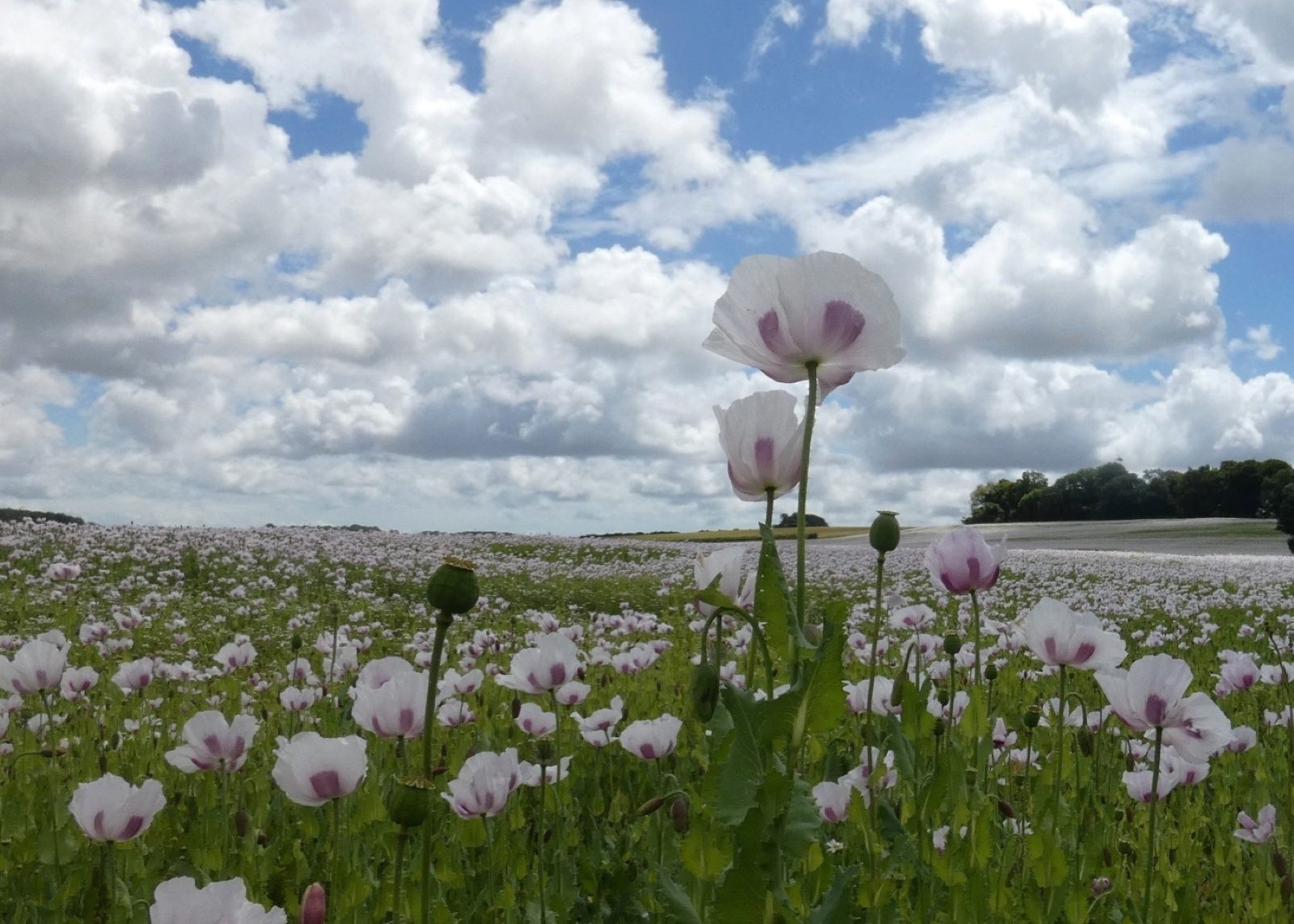 Poppies near and far by Irene Hickson