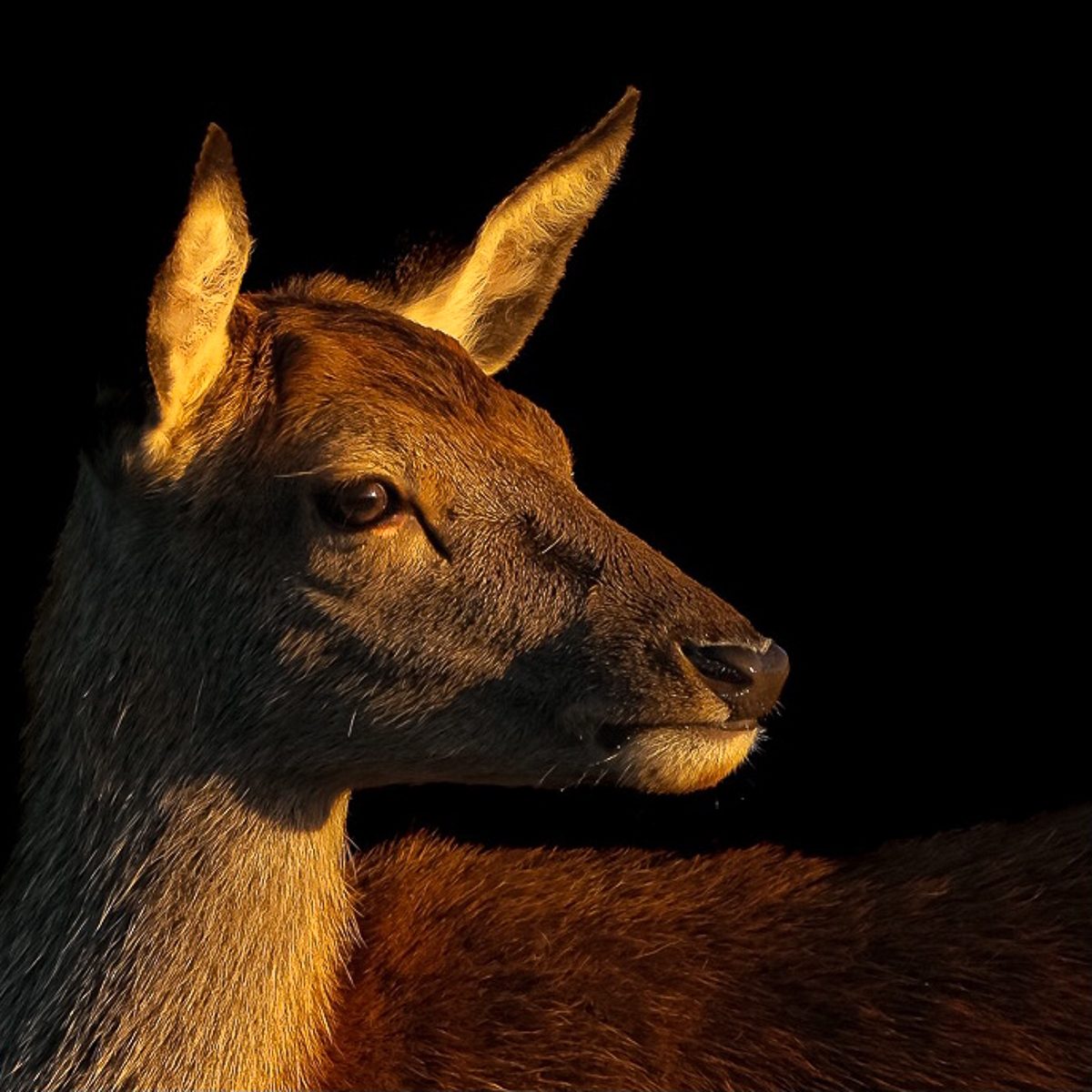 Catching the morning light by Jon Diment