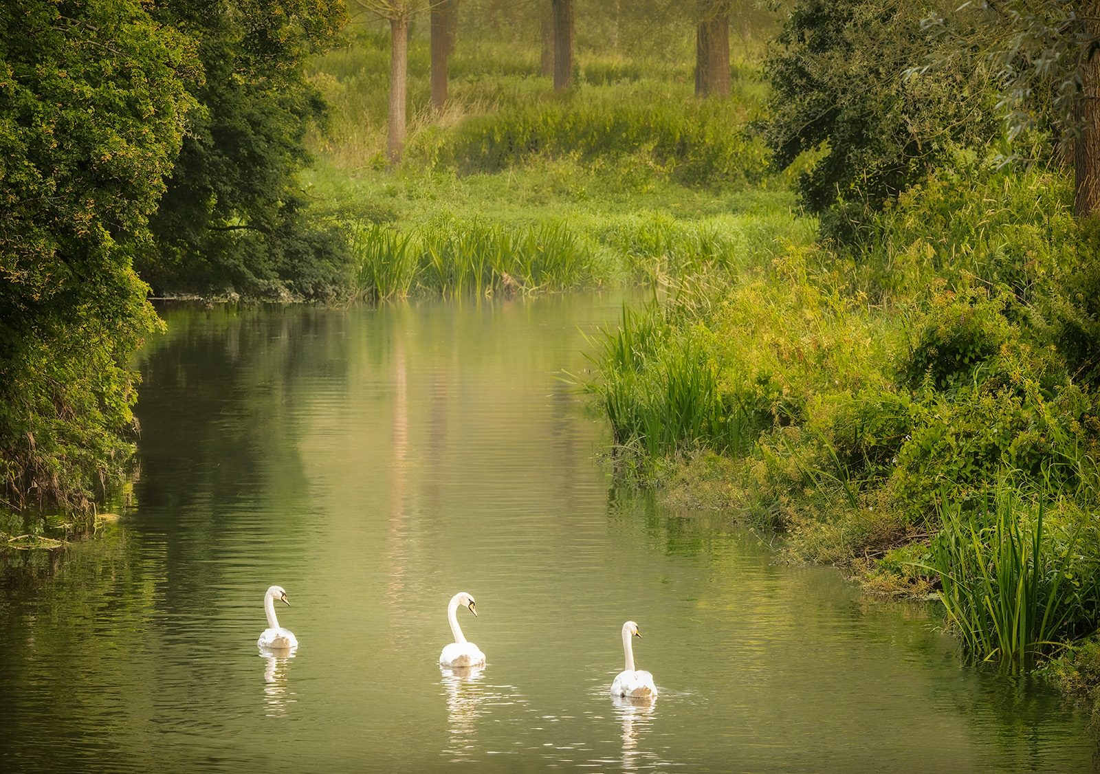 Tranquil Trio by Louise Mckenna