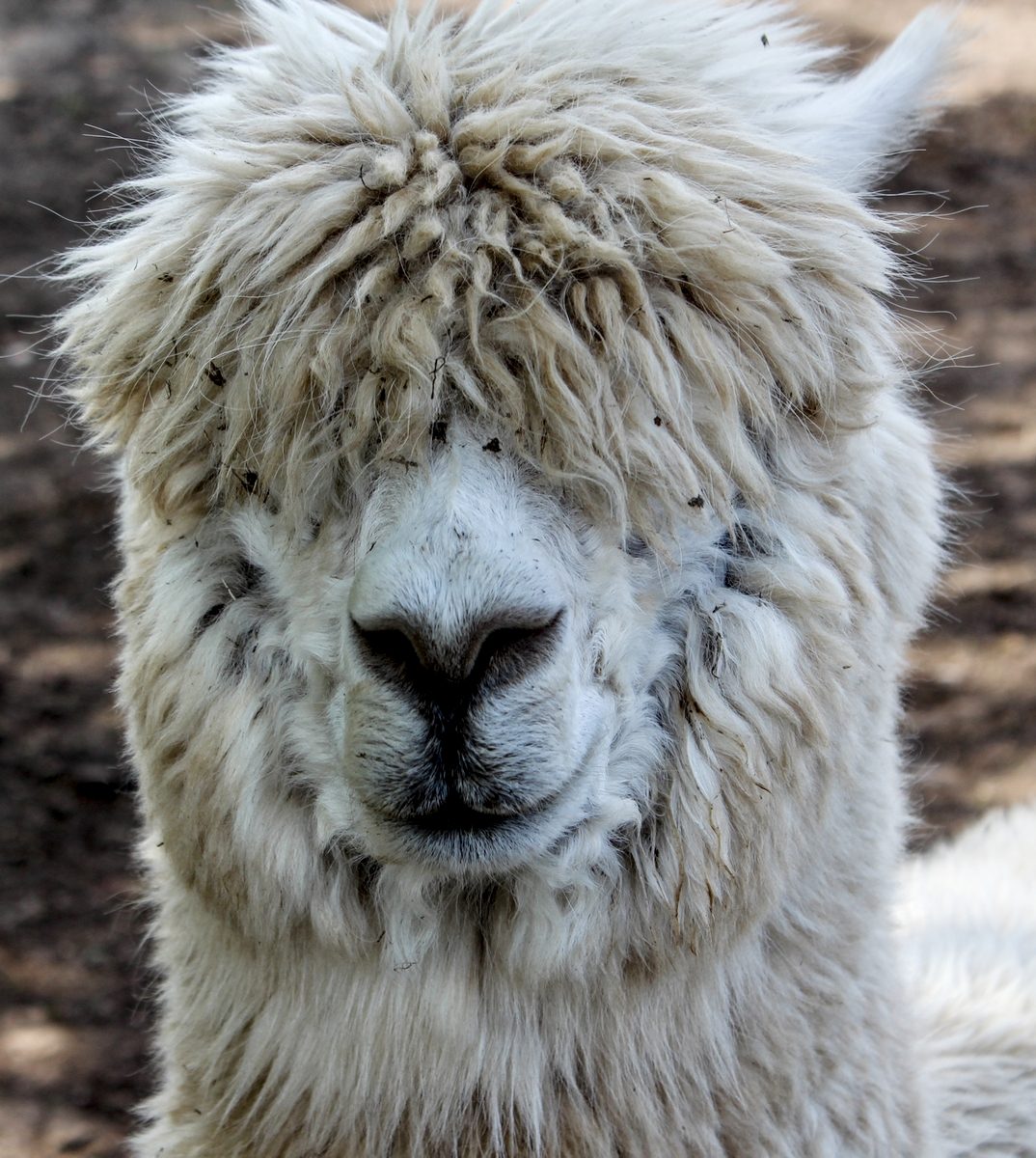 Alpaca by Mark Ashby