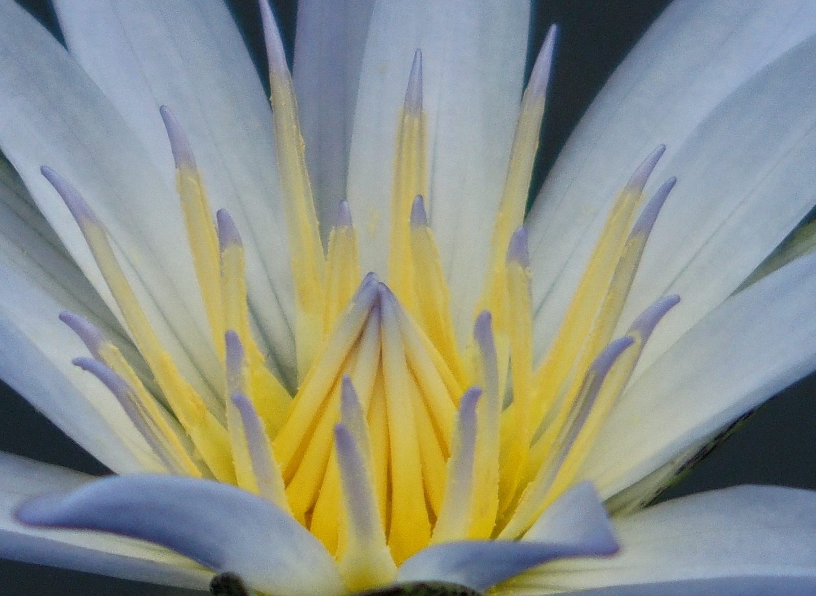 Waterlily by Nerys Evans