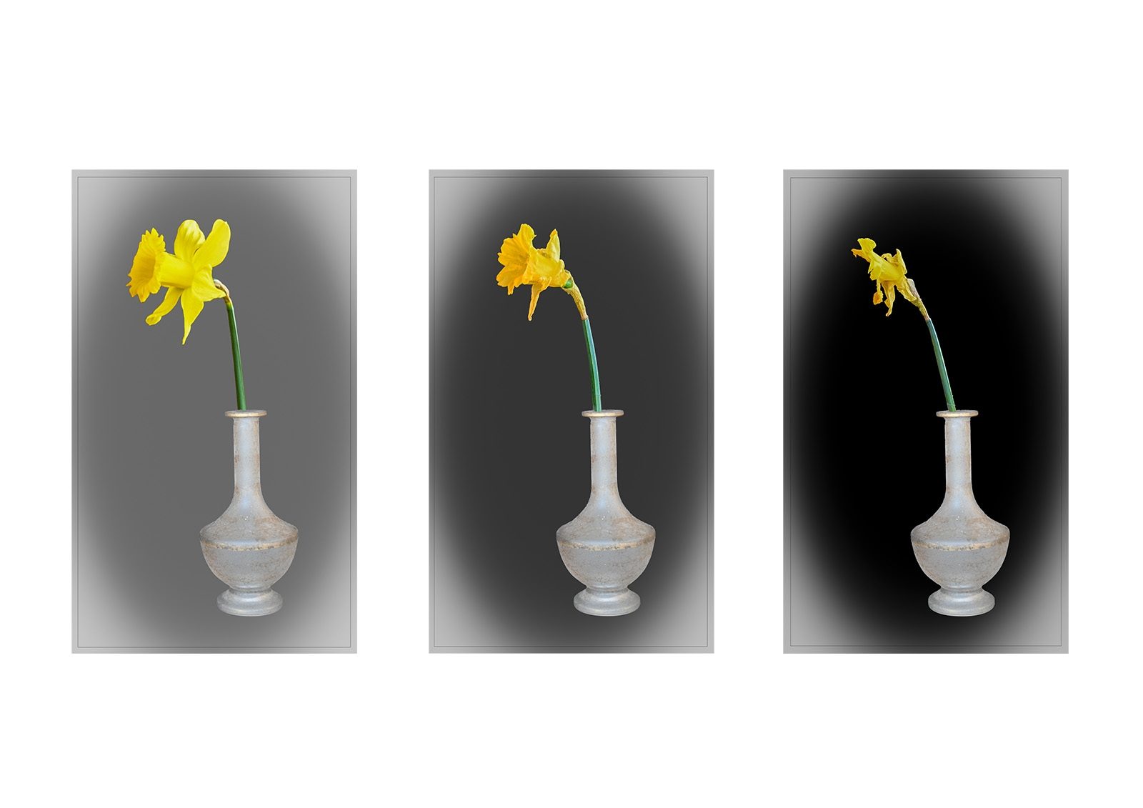 Decaying Daffodil by Richard Frewer