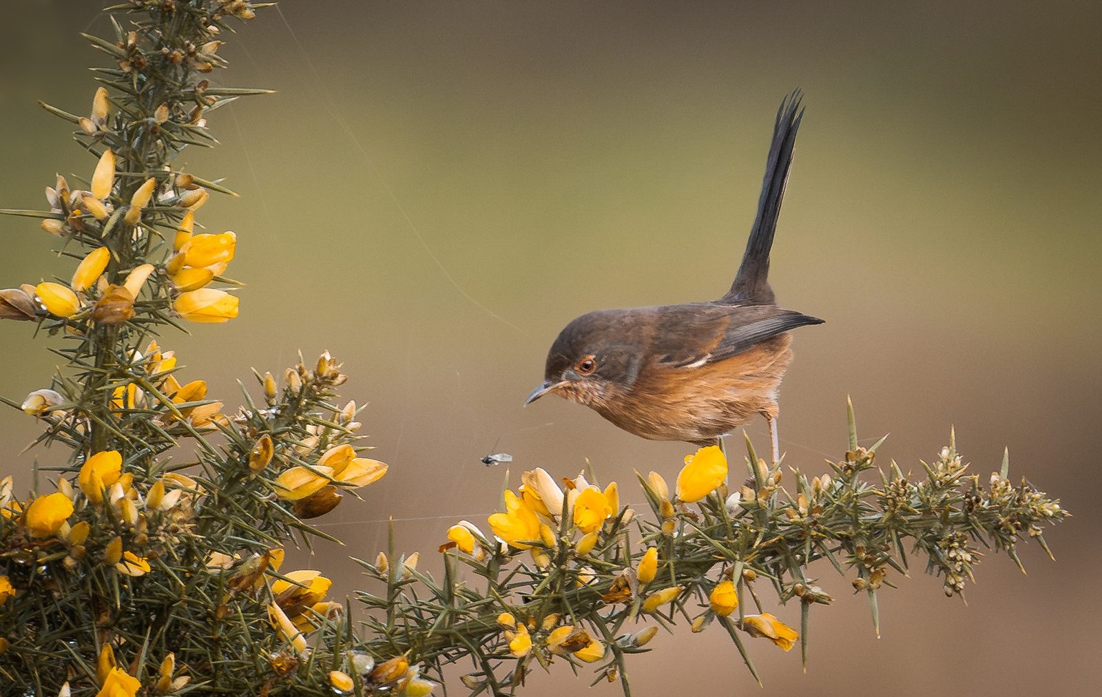 Eyeing a snack by Steve Websdale