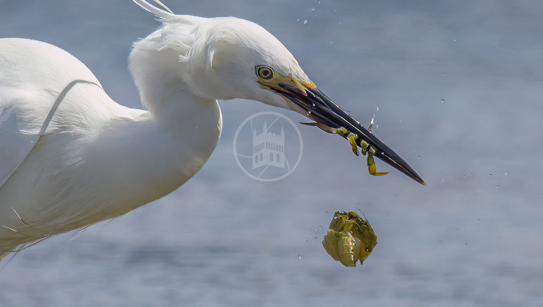 Competition image by a club member